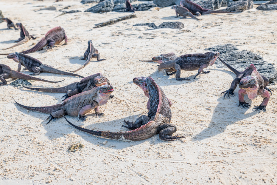 Day Trips from Nassau To Exuma Iguanas at Bitter Guana Cay. Bahamas AIr Tours offers the best day trips from Nassau Bahamas to Exuma Cays.