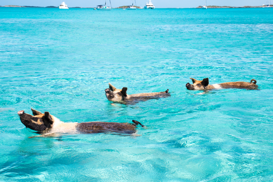 The Bahamas pigs are only a short skip away from Staniel Cay. Go to Pig Island across the bay from Staniel Cay Bahamas.