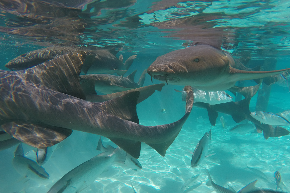 Go swimming with nurse sharks if you dare! Compass Cay sharks have become one of the top attractions of Bahamas day trips.