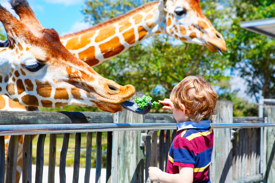 Check out Zoo Miami - one of the fun things to do on your Miami vacation! There are dozens of fun things to do in Miami with kids like the zoo.