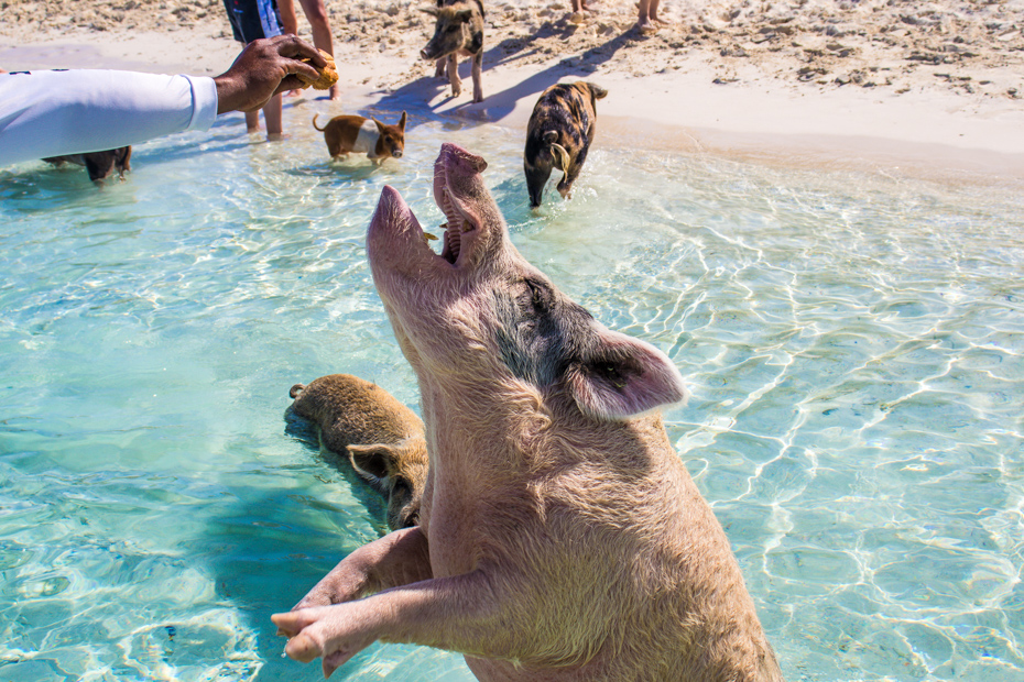 Take a day trip from Nassau to Pig Island to see the Bahamas swimming pigs in action! Pig Beach Bahamas is one of the biggest attractions for Bahamas day trip.