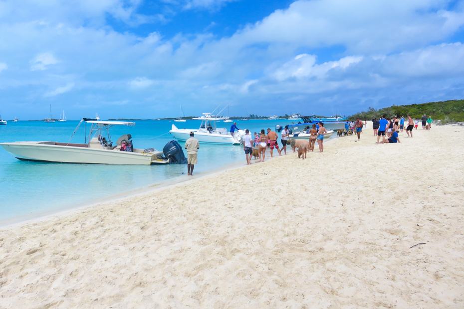 Take a day trip to Bahamas to see Pig Beach on Big Major Cay. Our Nassau to Pig Island tour is one of the most popular we offer.