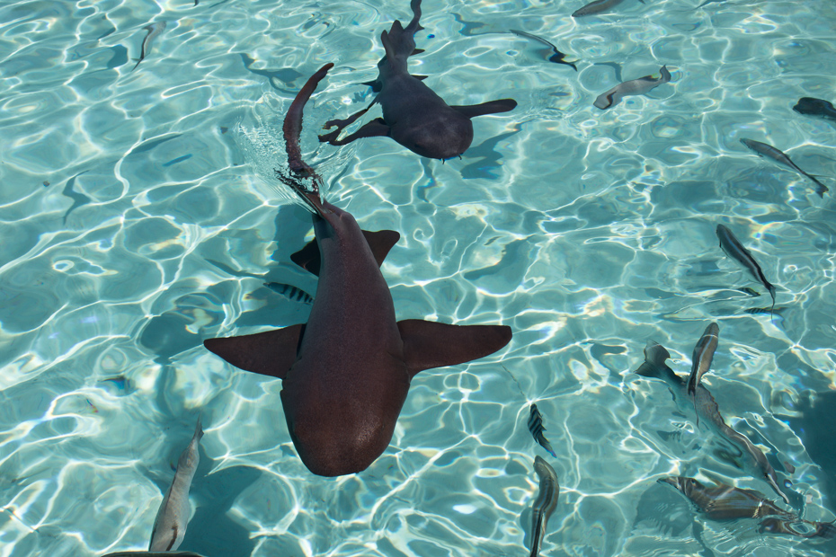Who wants to go swimming with sharks on an exciting Miami to Bahamas Day Trip? One of the best htings to do in Florida is this exciting day excursion from Florida to the Bahamas Sharks at Compass Cay