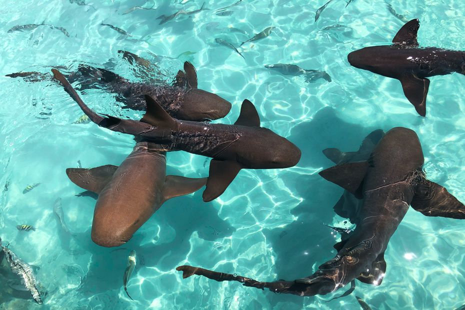 Snorkel with Sharks Bahamas at Compass Cay Exuma, home of the Swimming with sharks bahamas experience. Visit Compass Cay Marina on a Nassau to Exuma Day Tour with Bahamas Air Tours.