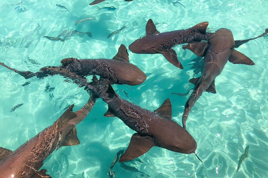 Swim with Sharks in the Bahamas on a Cruise to Exuma. Take a Nassau to Exuma Day Trip with Bahamas AIr Tours by plane.