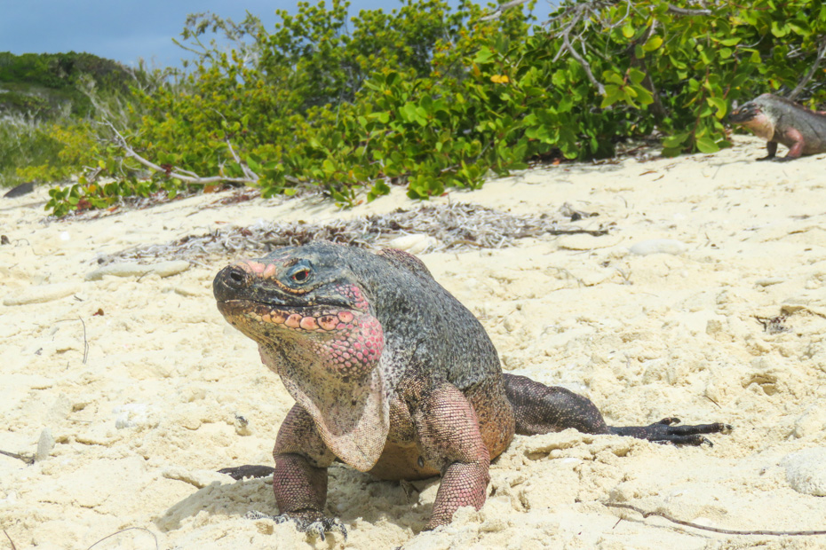 See the rock iguanas at Bitter Guana Cay on the Exuma Tours from Nassau Bahamas. The best way to cruise to Exuma is to take the plane instead of the boat, with Bahamas Air Tours.