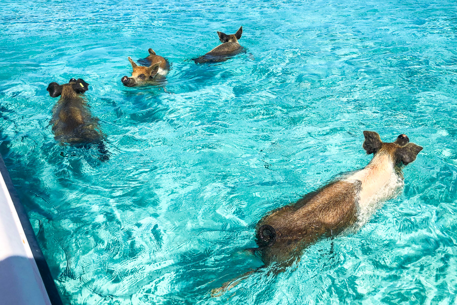 Things to do in Nassau port: Swimming with Pigs in the Exuma Islands on a Bahamas Day Trip. Fly from Nassau to Exuma Pig Island Big Major Cay with Bahamas Air Tours.