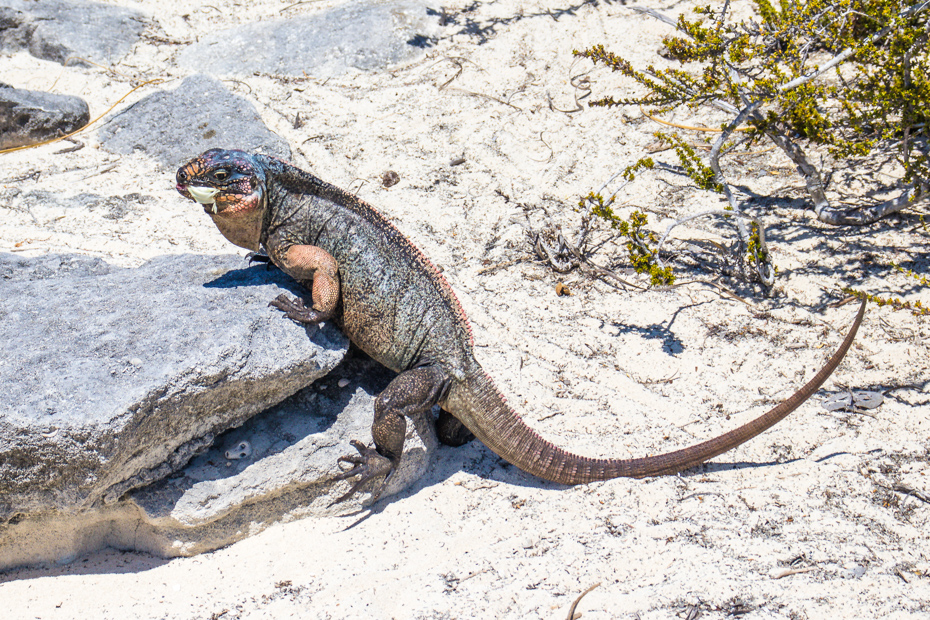 Bitter Guana Cay is home to Bahamian Rock Iguanas and can be visited on an Exuma Cays Adventures with Bahamas Air Tours. Fly from Nassau to Exuma by plane.