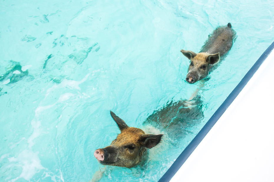 Swimming Pigs is one of the top Things to do in Nassau Bahamas. Away from a Nassau Walking Tour, consider taking a popular Nassau to Exuma Day Trip with Bahamas Air Tours and visit the famous Bahamas Exuma Pigs at Pig Beach Big Major Cay.
