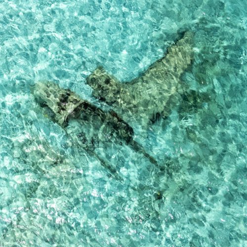 Underwater Bahamas Plane wreck in Exuma. One of the most accessible plane wreck in the Bahamas islands.