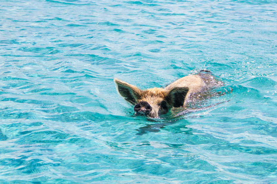 The Exuma Swimming Pigs tour visits Big Major Cay, home to the Bahamas Swimming Pigs and one of 365 islands in the Exumas.
