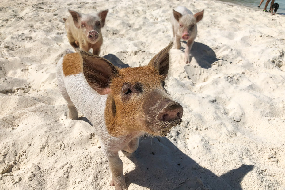 Nassau to Pig Beach Exuma Bahamas is best done by organized Day Excursion experts, Bahamas Air Tours. Fly from Nassau to Pig island by plane for the ultimate Nassau Bahamas Pig Beach Tour.