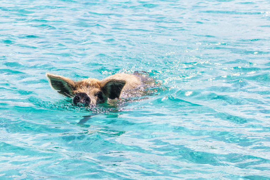 Nassau to Pig Island tours are the best way to visit the famous Bahamas Swimming Pigs in Exuma. Fly from Nassau to Pig beach on a unique Nassau to Exuma Day Trip by Plane.