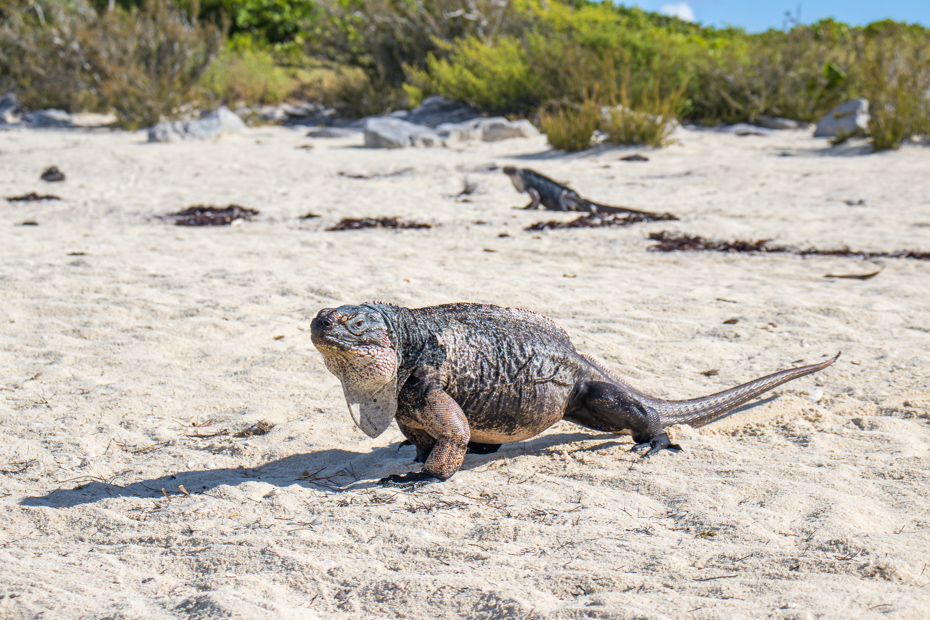 Day trip to Bahamas in Exuma, visit Bitter Guana Cay, home of the Bahamas rock iguanas.