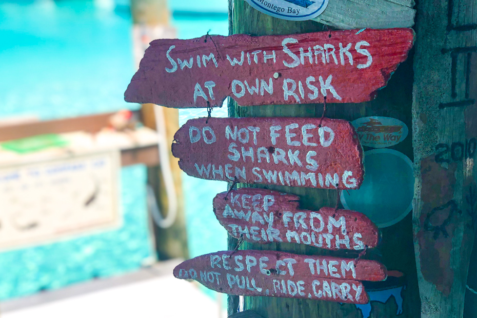 Exuma Sharks are pet nurse sharks that live at compass cay marina in Exuma Cays Bahamas islands.