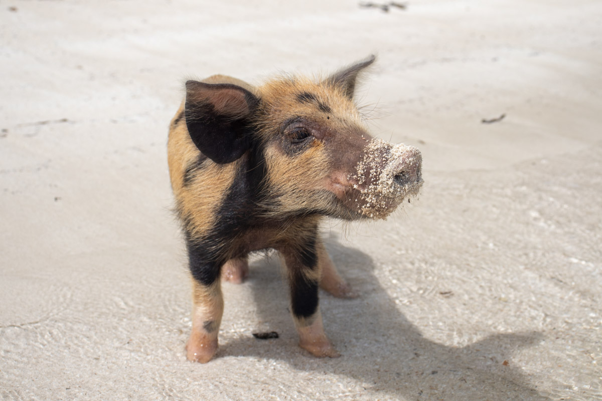 Pig Beach is located at Meeks Patch in the Eleuthera Islands Bahamas. Fly from Florida to Pig Beach Bahamas.