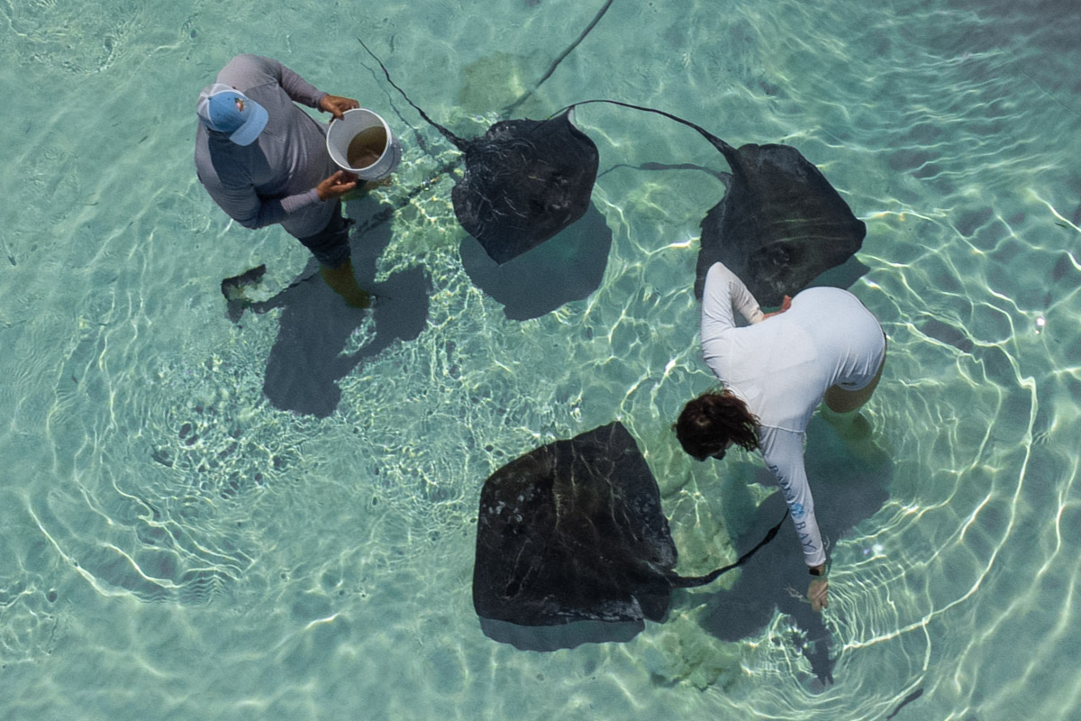 Stingray feeding on a Bahamas Day Trip with Bahamas Air Tours Day Trip to Bahamas Eleuthera by Plane.