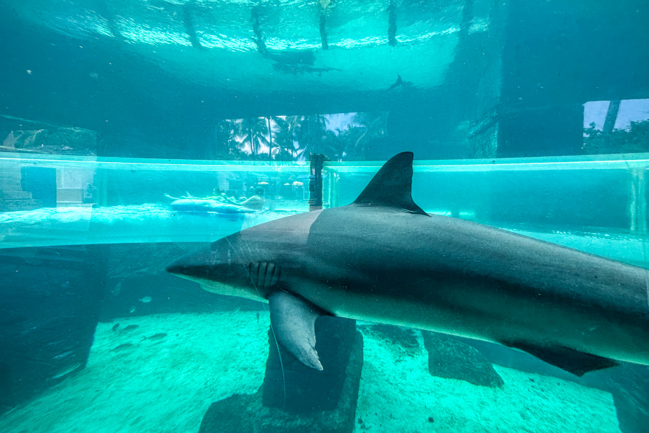 Leap of Faith Shark slide at the Aquaventure Water Park in Paradise Island Nassau Bahamas. One of three top rated Water parks in Nassau Bahamas