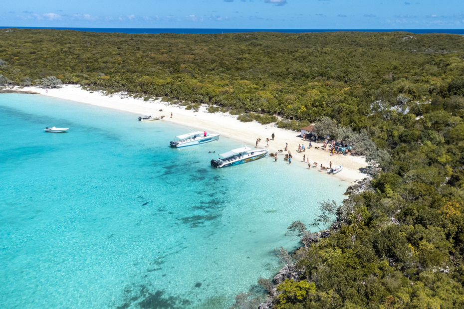 Bahamian Pigs on a beach are the famous Swimming Pigs found in Exuma Bahamas that live on Big Major Cay (the island with pigs)