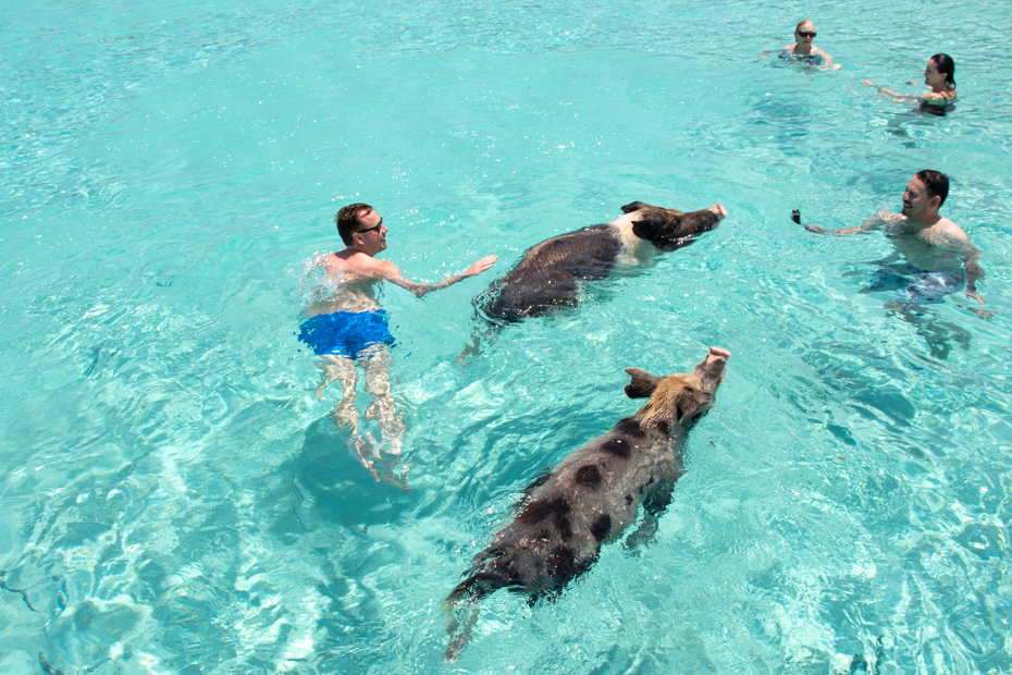 Swim with Pigs Bahamas in Exuma, Staniel Cay and Big Major Cay island in the Bahamas.
