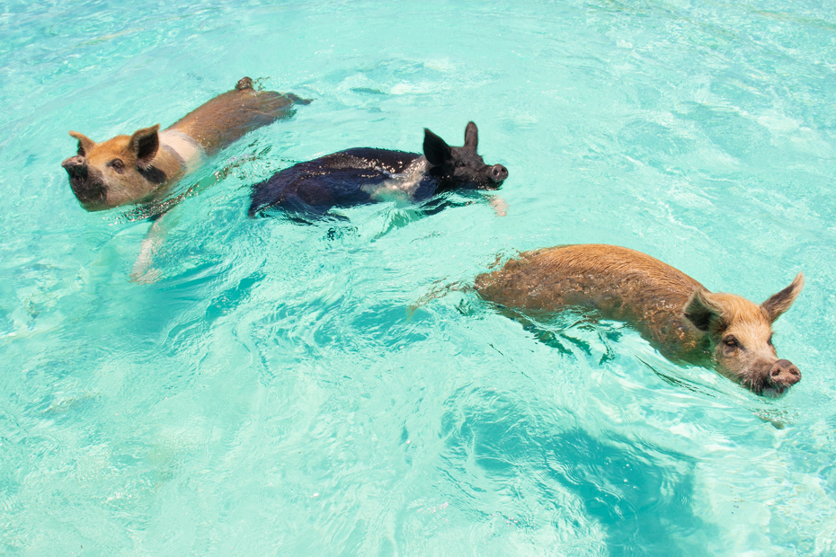 Swim with Pigs Bahamas at the Pig Beach Big Major Cay island on a Nassau to Exuma Day Trip by plane with Bahamas Air Tours.