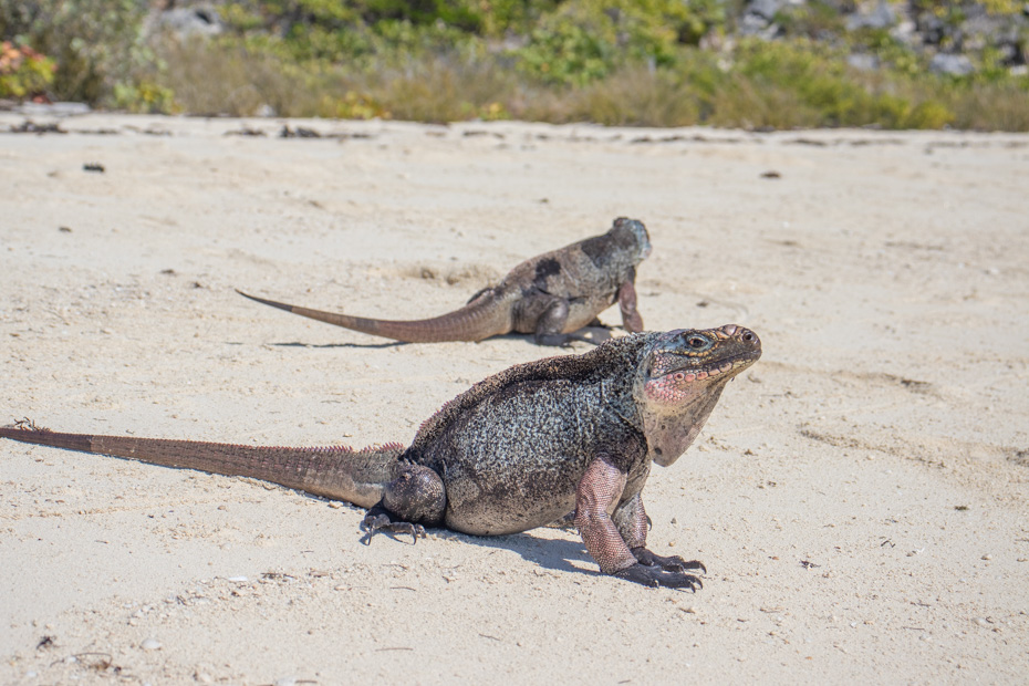 Day Trip to Bahamas from Miami with Bahamas Air Tours. Visit the iguanas at Bitter guana cay in Exuma Bahamas.