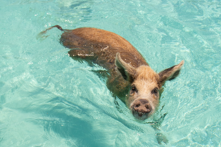 Go swimming with pigs in Exuma Bahamas on a unique 1 day trip to Bahamas from Miami