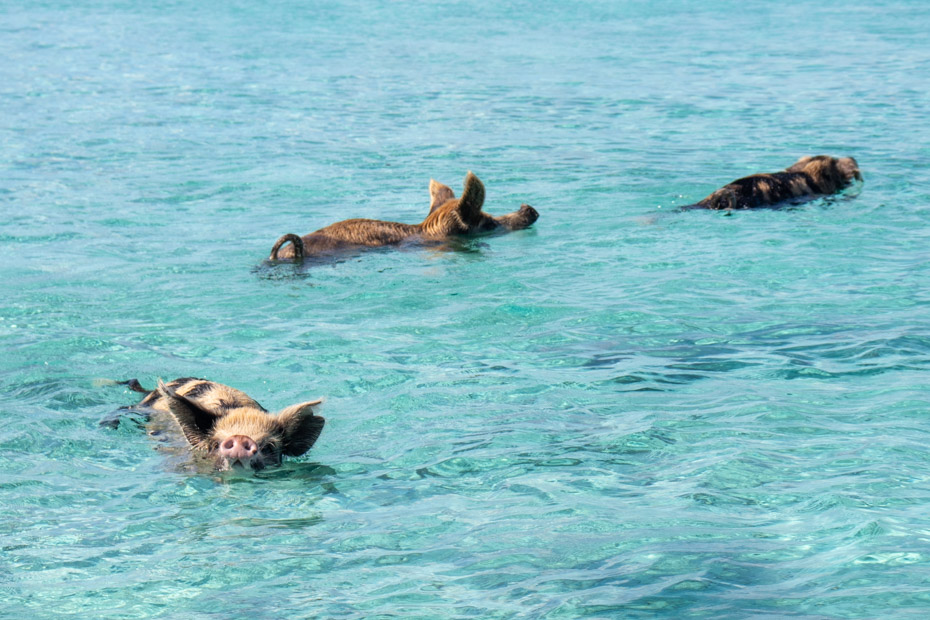 Visit the Swmming Pigs in Exuma Bahamas on a day trip from Nassau to Exuma by plane with Bahamas Air Tours. Fly direct to Pig Beach, Big Major Cay.
