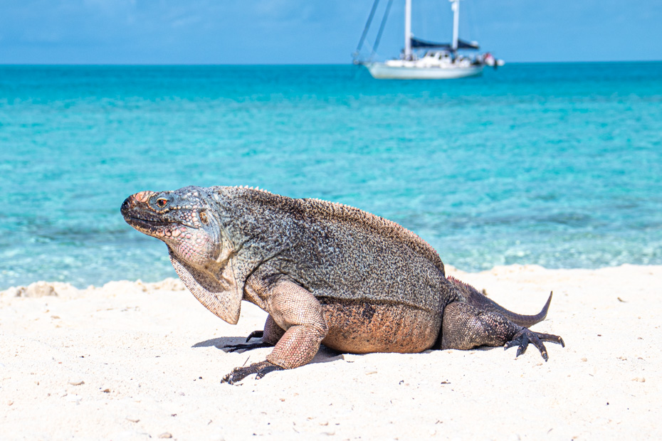 Visit the Exuma Iguanas at Bitter Guana Cay on Bahamas Air Tours Trips to Bahamas from Florida