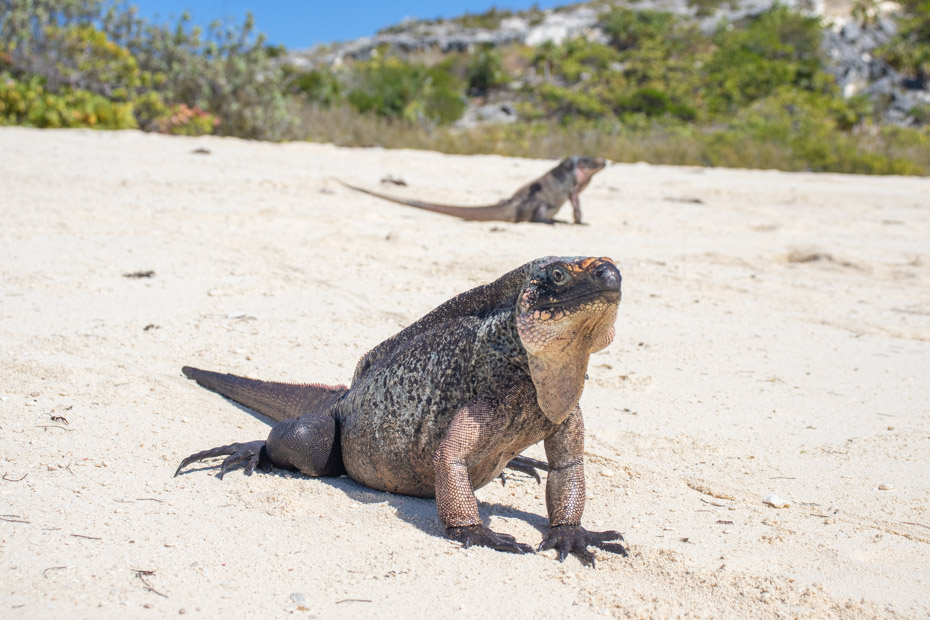 Bitter Guana Cay Iguanas, one of the top Exuma attractions, visited on the Exuma from Nassau Day Trips by plane