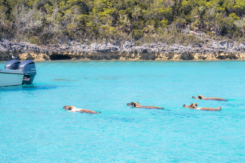 Bahamas Swimming Pigs Exuma from Nassau Day Trips by plane to the Pig Beach Big Major Cay