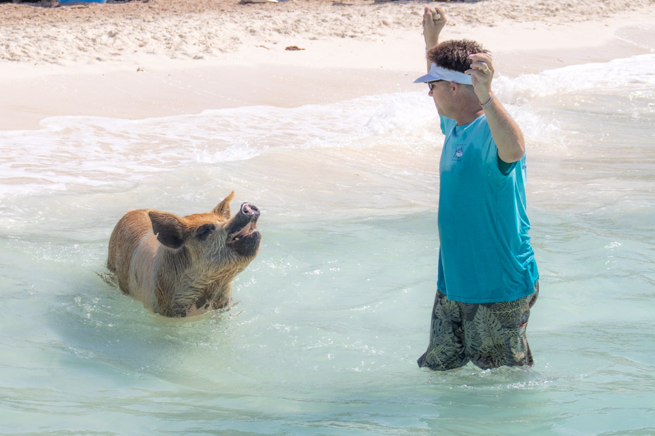 Nassau swim with pigs Excursions to Bahamas. Swimming with Pigs in Exuma is the top rated activity for visitors to Nassau Bahamas.
