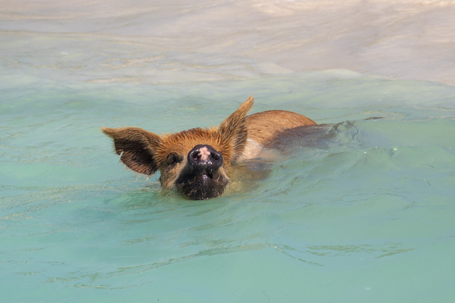 The Nassau swimming with pigs experience in Pig Beach at Big Major Cay in Exuma Bahamas. Book a Nassau swim with pigs tour with Bahamas Air Tours.