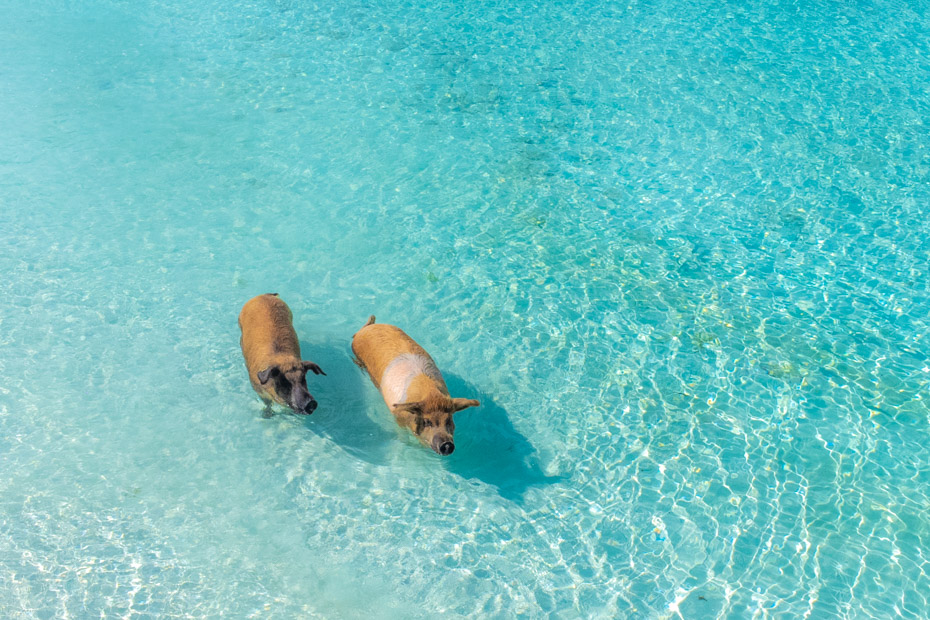 Pigs in the Ocean? Meet the Swimming Bahamas Pigs